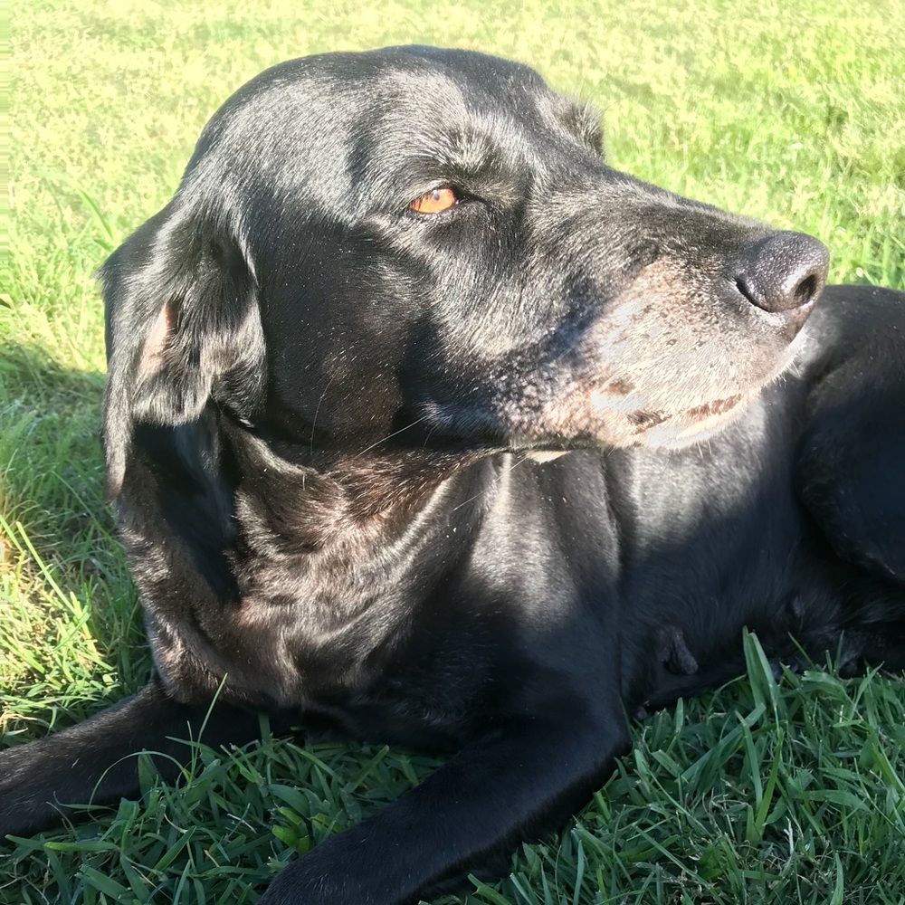 Meet your Posher, Gracie